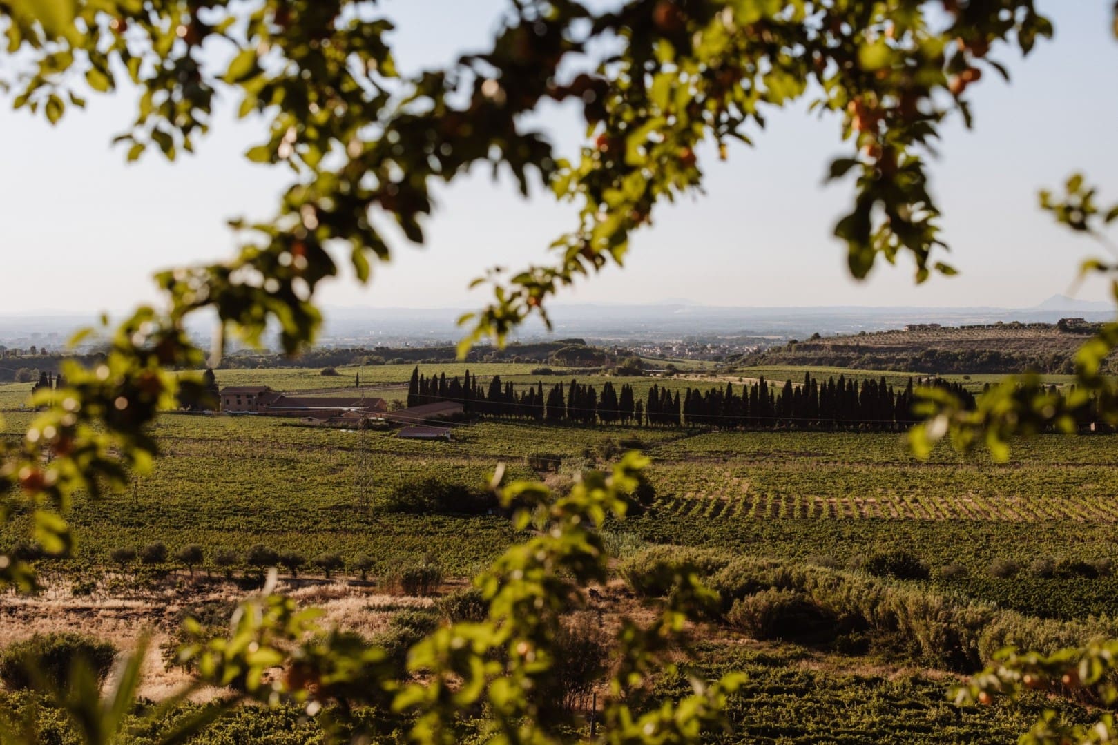 Private Visit to the Castelli Romani
