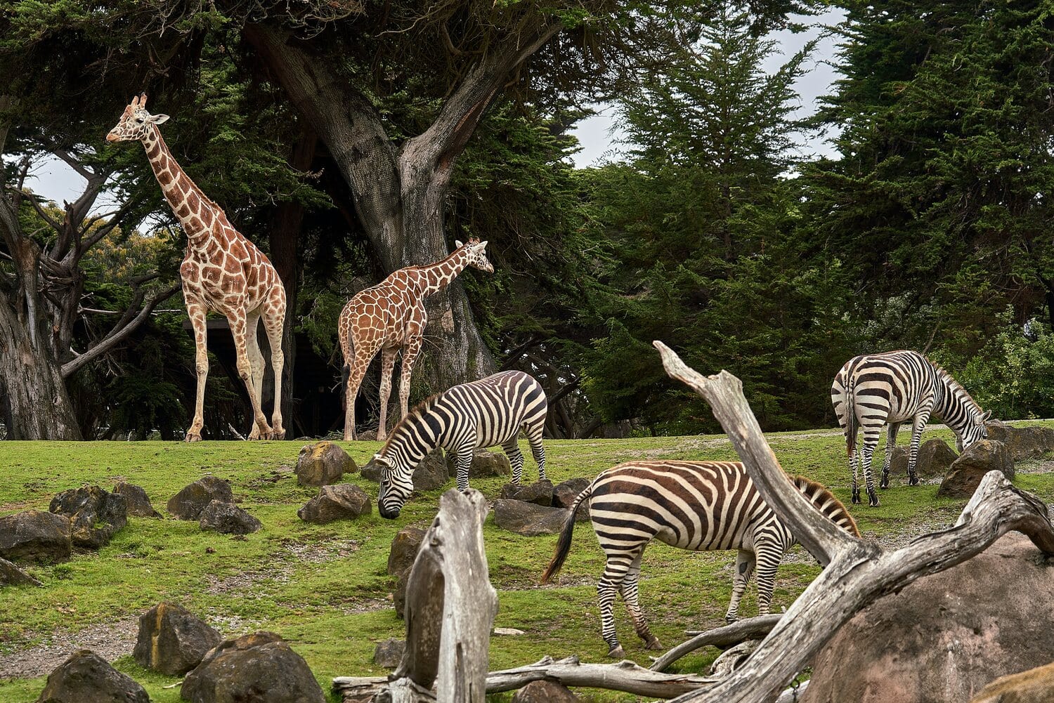Giraffes and zebras grazing among trees and rocks at London Zoo, near Brown's Hotel, Mayfair
