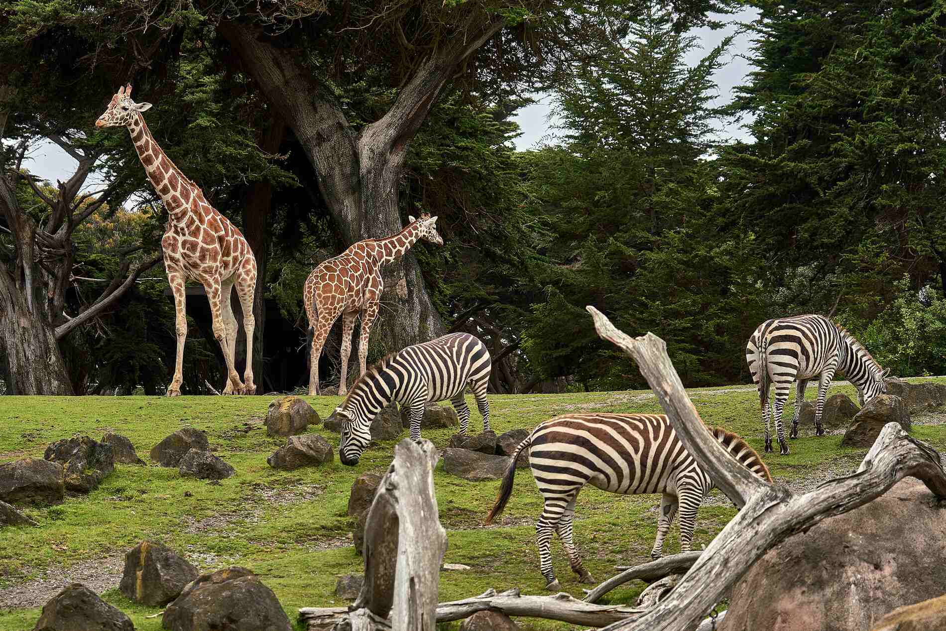 Urban Jungle Family Stay